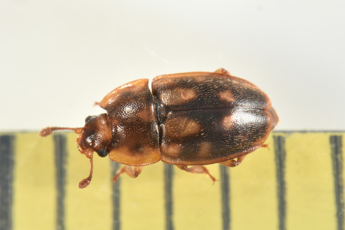 Nitidulidae: Epuraea guttata? Sì, femmina